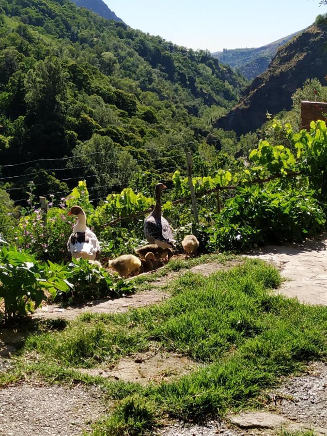 Cortijo La Solana Vendégház Güéjar Sierra Kültér fotó