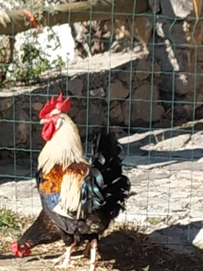 Cortijo La Solana Vendégház Güéjar Sierra Kültér fotó
